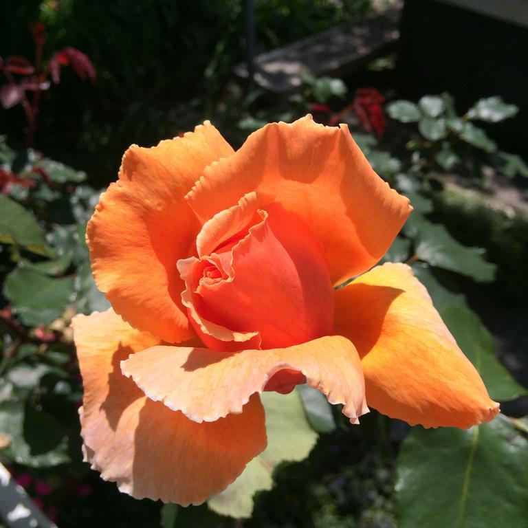 Blairgowrie House Bed & Breakfast เคมบริดจ์ ภายนอก รูปภาพ